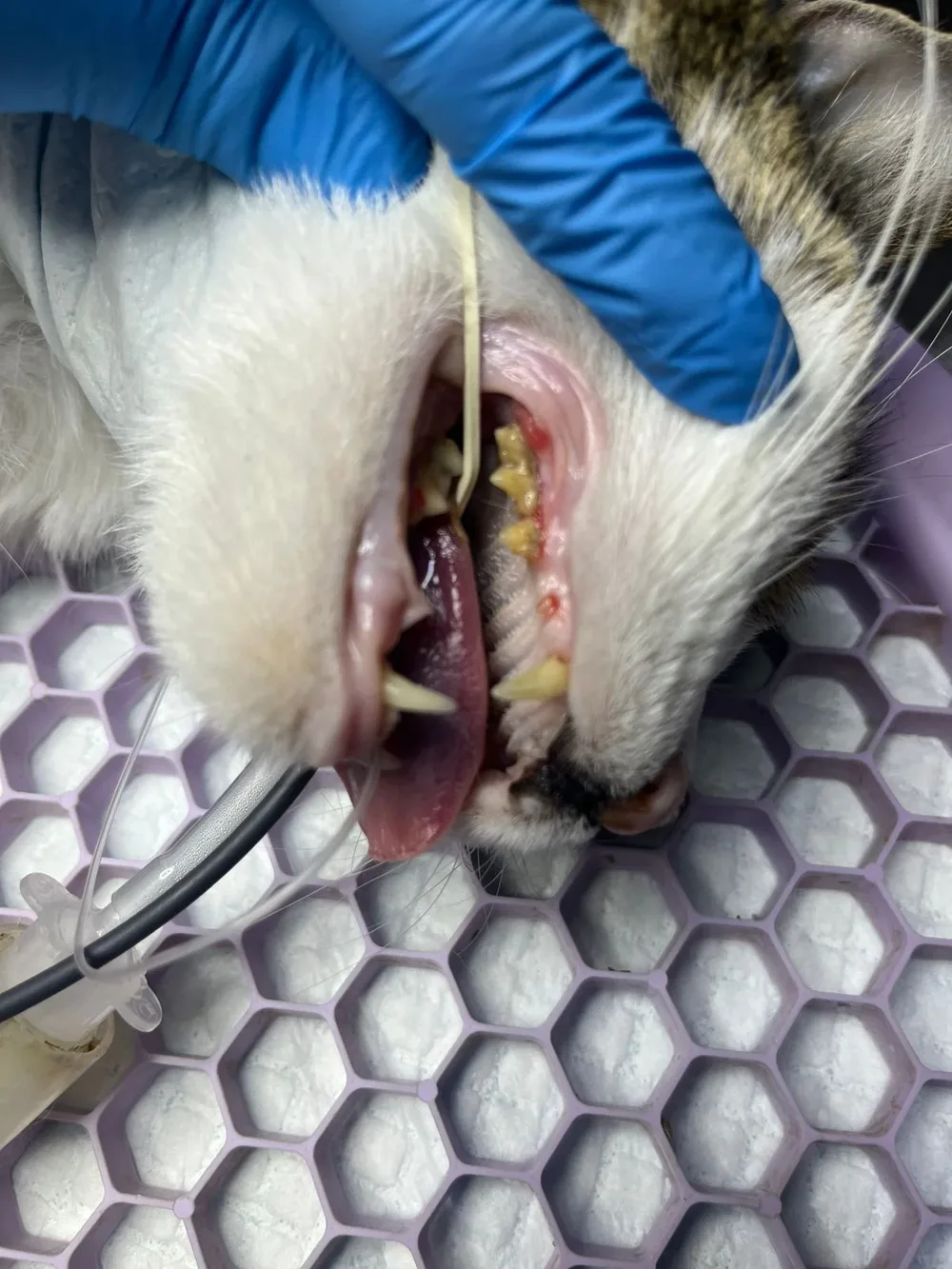 CLÍNICA VETERINARIA ODONTOVET