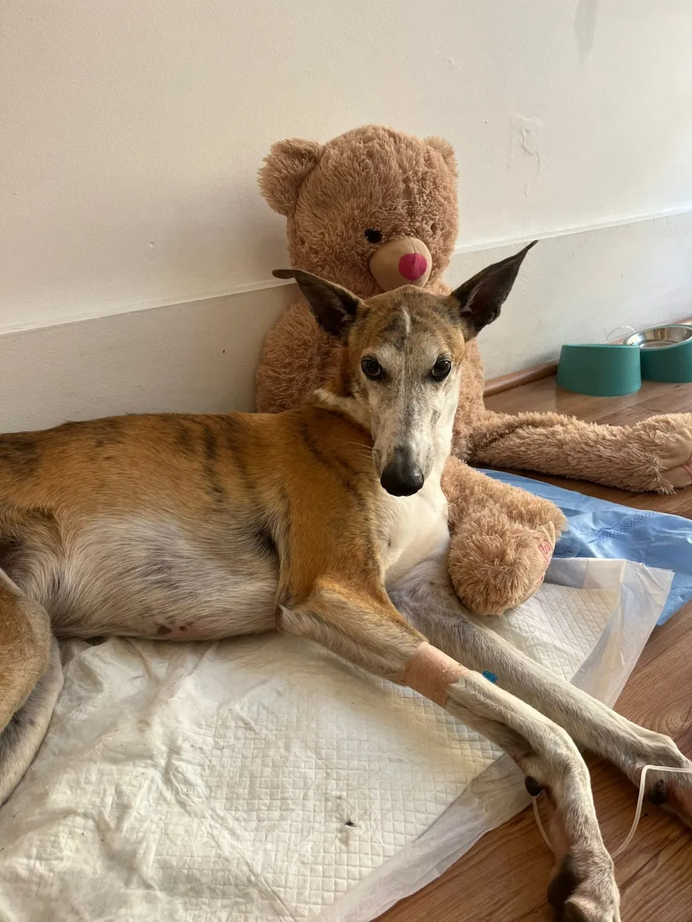 CLÍNICA VETERINARIA ODONTOVET